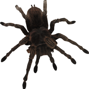 Spider PNG image