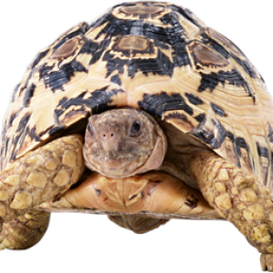 Turtle PNG