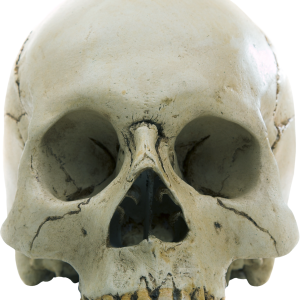 Skull PNG
