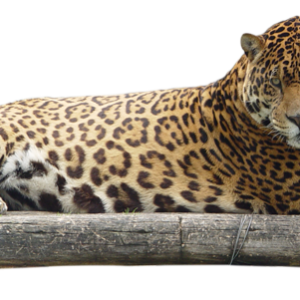 Jaguar PNG