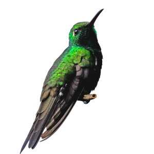 Hummingbird PNG