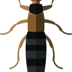 Earwig PNG