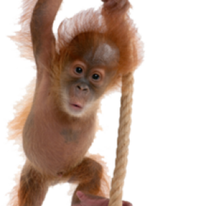 Orangutan PNG