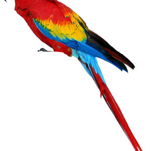 Colorful parrot PNG images, free download