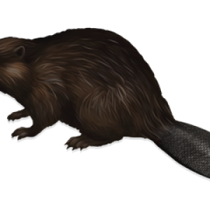 Beaver PNG