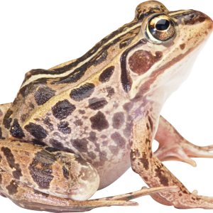 frog PNG image