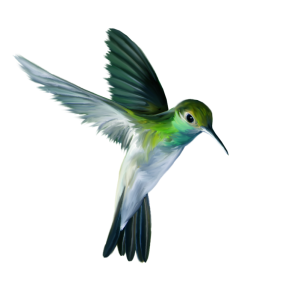 Hummingbird PNG