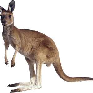 Kangaroo PNG