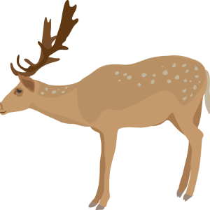 Moose, elk PNG