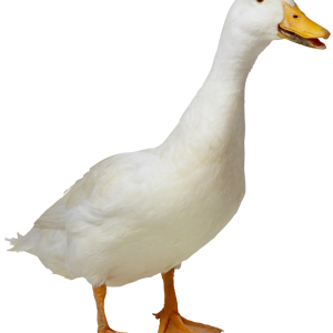 Goose PNG