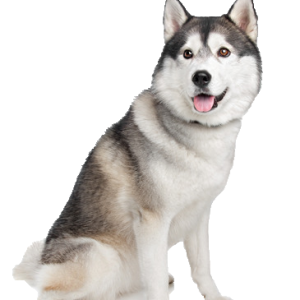 Husky PNG