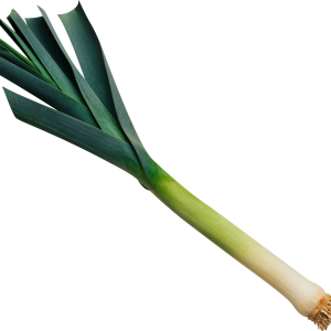 Leek PNG