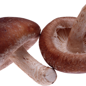Mushroom PNG image