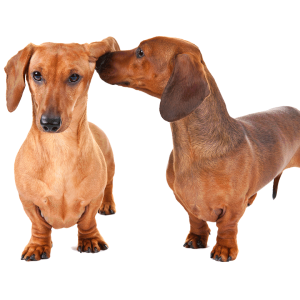Dachshund PNG
