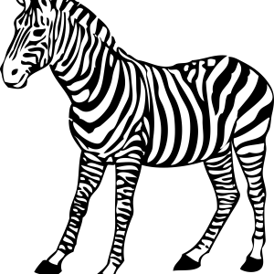 Zebra PNG image