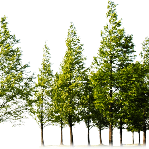 Forest PNG