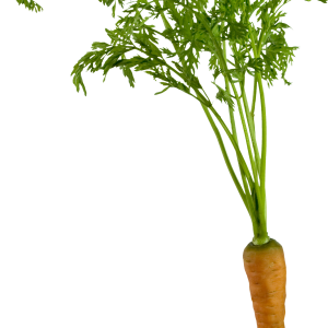 Carrot PNG image