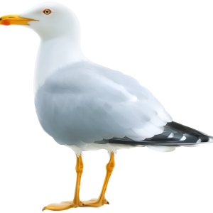 Gull PNG