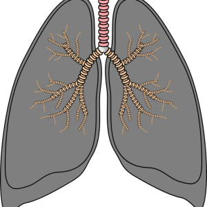 Lungs PNG
