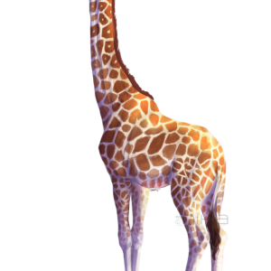 Giraffe PNG