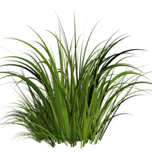grass png image, green picture