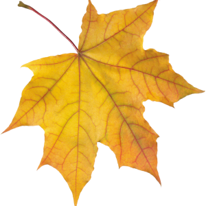 autumn PNG leaf