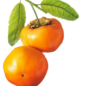 Persimmon PNG