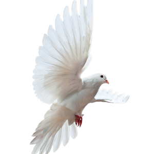 dove pigeon PNG