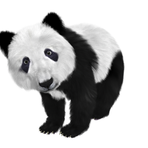 Panda PNG