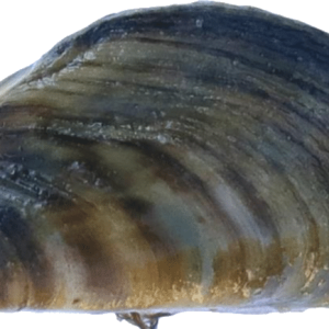 Mussel PNG