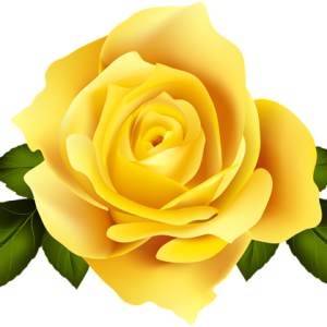 Rose PNG