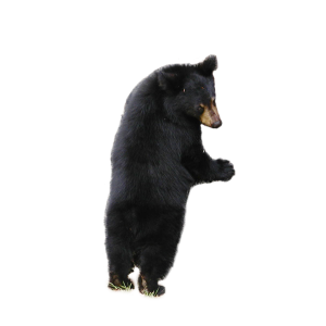 bear PNG