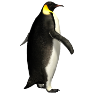 Imperator penguin PNG image