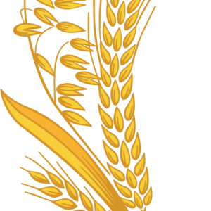 Wheat PNG