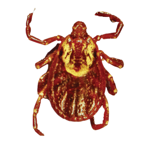 Tick insect PNG