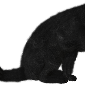 Cat with paw PNG