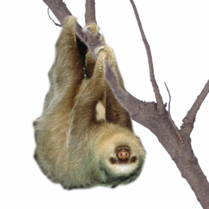 Sloth PNG