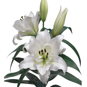 Lilium PNG