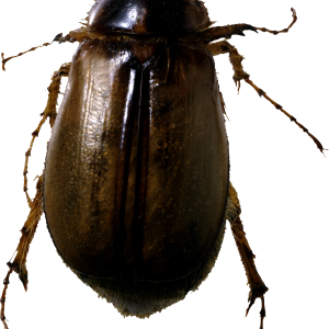 roach bug PNG image