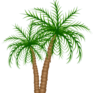 Palm tree PNG
