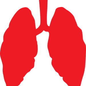 Lungs PNG
