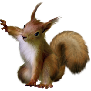 Squirrel PNG