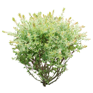 Bush PNG image