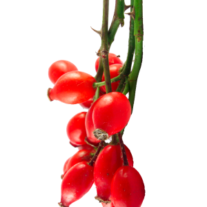 Rose hip PNG transparent
