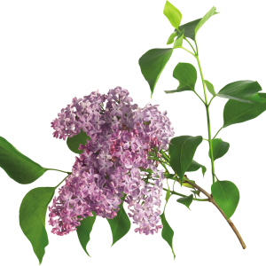 Lilac PNG