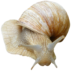 Snail PNG