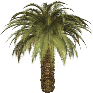 Palm tree PNG