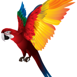 Parrot PNG image