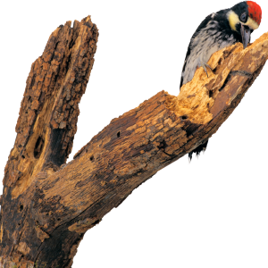 Woodpecker PNG