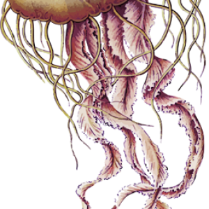 Jellyfish PNG